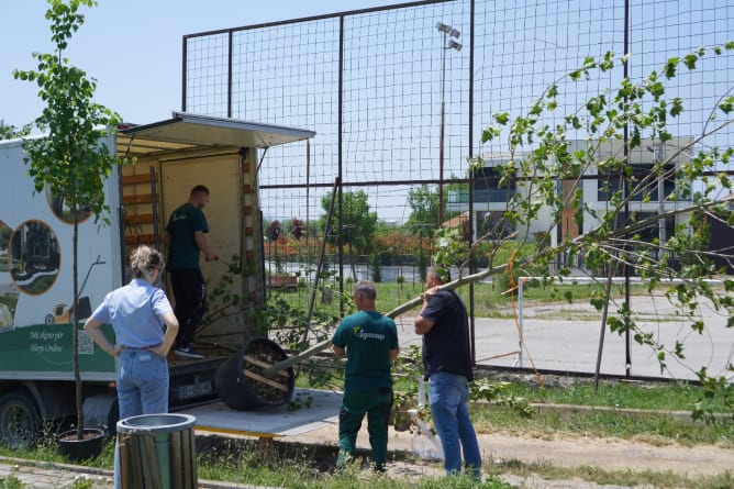 Trees arrive (June)