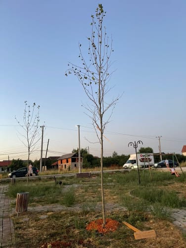 Trees suffering from drought (July)