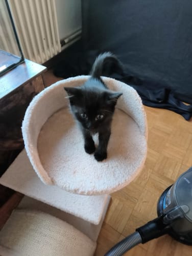 Coco