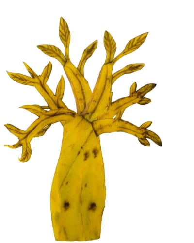 Der BANA-Baum wächst