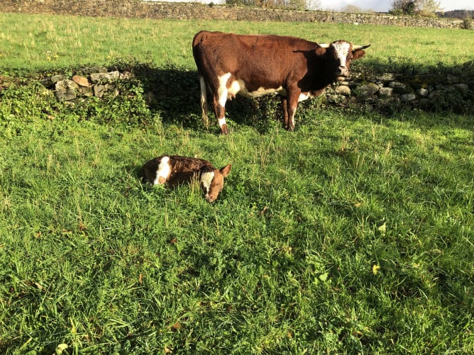 Zaza et sa maman Enya