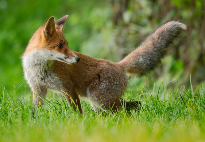 Fuchs © Christian Hackamp - stadtwildtiere.ch