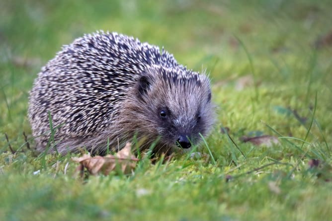 Igel © Claudia Traber / wildenachbarn.ch