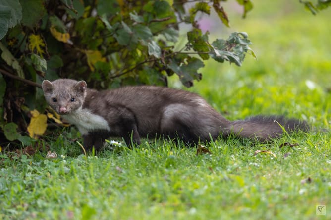 Steinmarder © Francis Vilbois / nosvoisinssauvages.ch