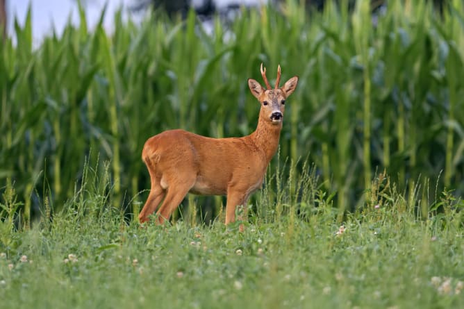 Reh © Tom Rinderli / wildenachbarn.ch