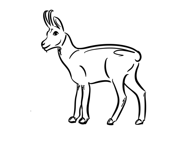 Le chamois que vous accompagnerez - dessiné par Ben Viatte (St-Cergue)