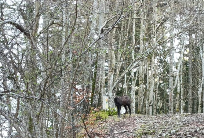  Et avec un peu de chance, c'est lui que vous croiserez !