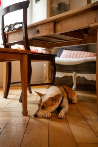 ... Hunde willkommen ...