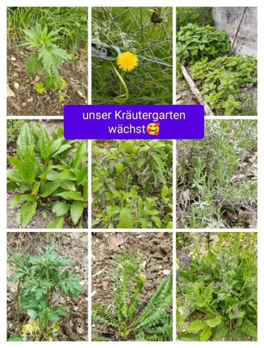 2024 - Unser Kräutergarten nimmt Gestalt an
