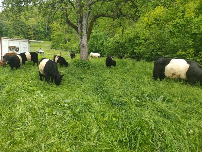 2023 - Galloway-Herde auf der Weide