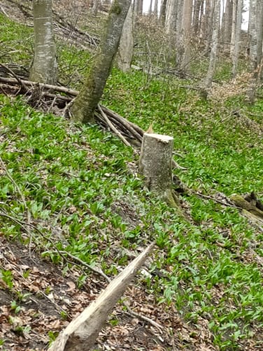2022 - Naturflächen wurden gerodet und sauber gemacht, so dass nun wieder nützliche Pflanzen wachsen können