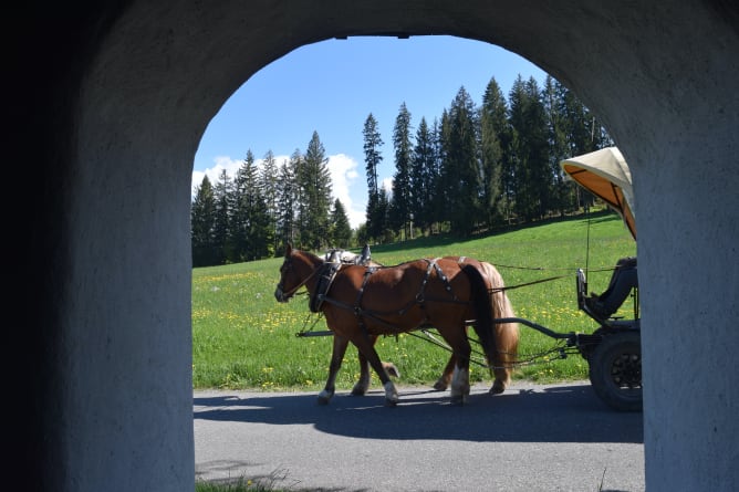 eindrücke von vergangenen Ausflügen mit der Kutsche von Simons Eltern