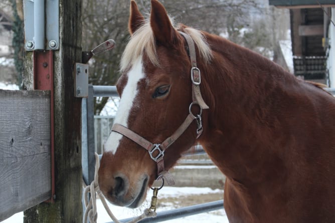 Louma lebt auf dem Brotchorb, einem Bauernhof in der Hinterbuchenegg auf der Albiskette