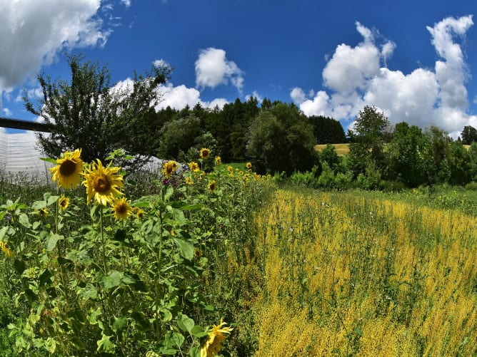 Un engrais vert (tournesol, caméline, vesce d’été)