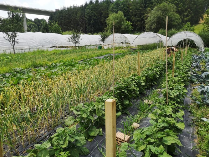 Nos plates-bandes en plein champ et sous tunnel