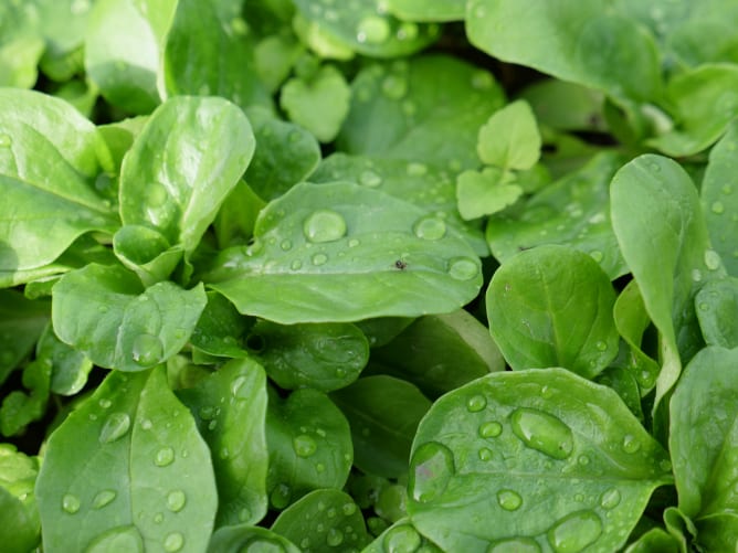 Notre précieuse doucette