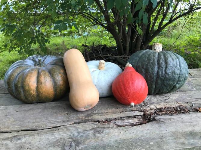 De la diversité, toujours de la diversité