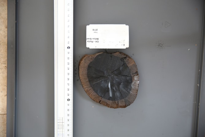 A slice of prehistoric wood 3300 years-old from Lake Ohrid that has been dated via dendrochronology and radiocarbon.