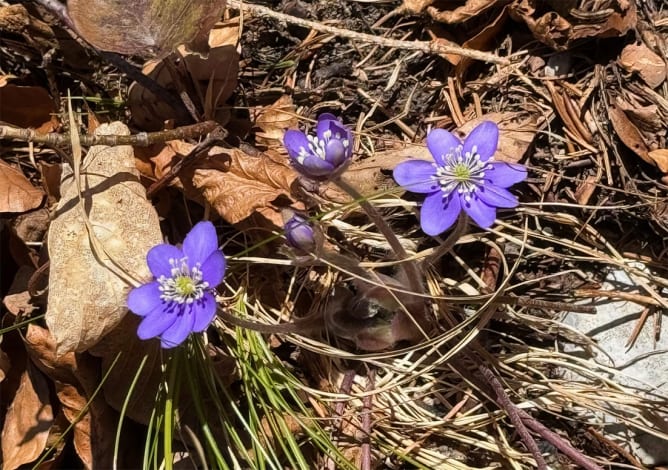 Die ersten Leberblümchen