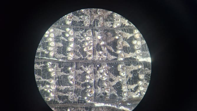 Oak tree rings under the microscope (from a wooden pile ca. 2600 years old). Each row of large white «dots» represents the earlywood, the beginning of a single tree ring. Measuring the distances between tree rings and matching their patterns for dating is part of the discipline of dendrochronology.