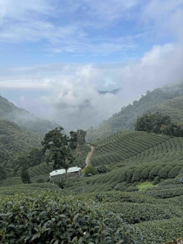 Tea mountains in Taiwan