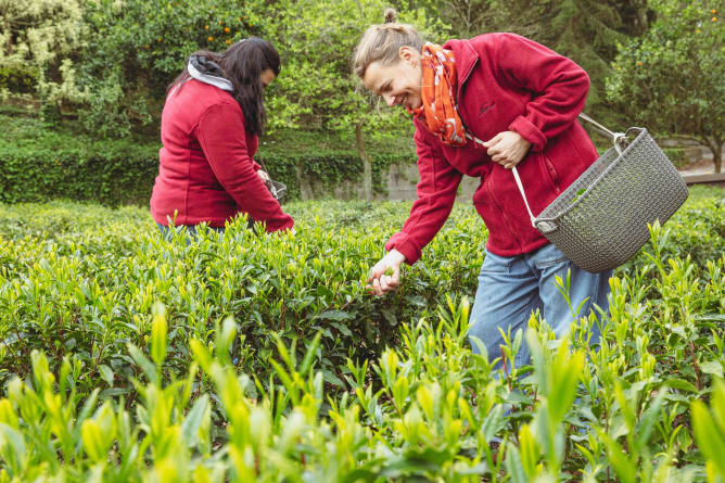 Hand picking of the tea leaves
