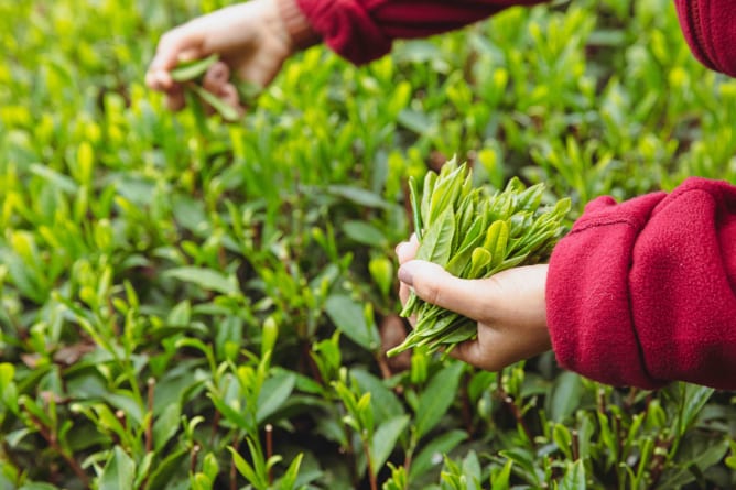 Tender spring leaves