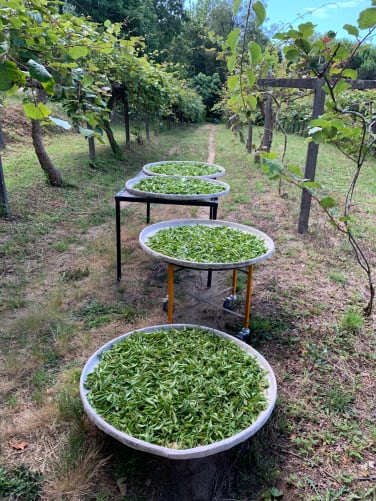 Withering of the leaves for Oolong tea