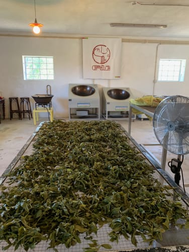 Our tea processing site