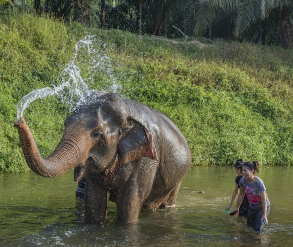 Khao Sok Elephant experience