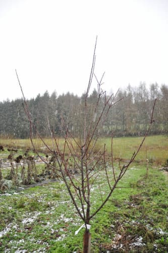 Noyer planté en 2019