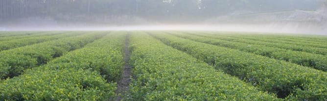 Kirishima Teeplantage (in Kagoshima, JP)