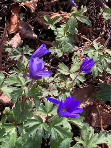 De quelle merveille s'agit-il?