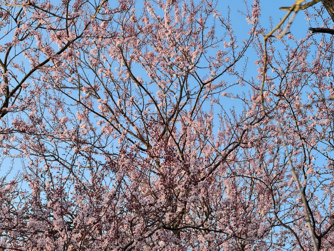 Blühender Mandelbaum in Prasco