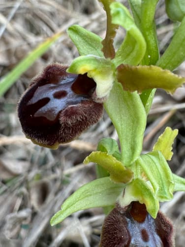 An zwei Orten blühen Dutzende Spinnenragwurze