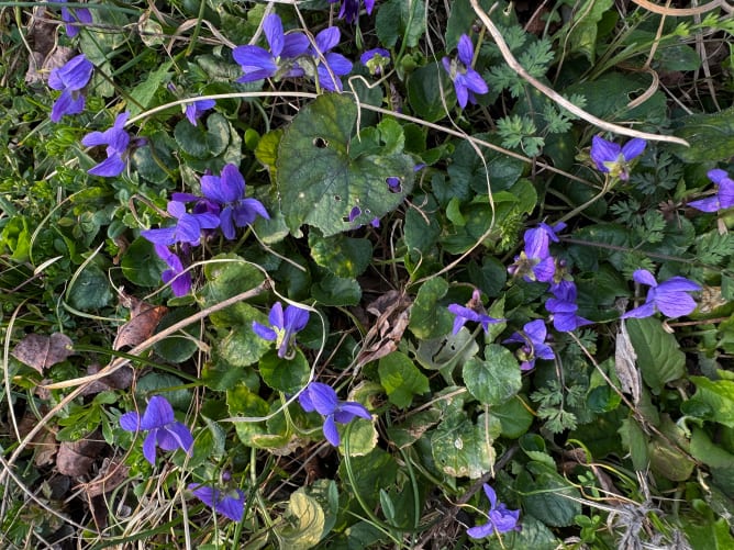 In unserem Gelände blühen tausende von Veilchen