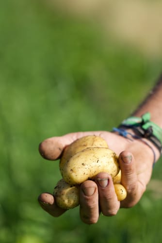 Erste Kartoffeln im Frühjahr