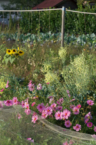 Immer sollen auch Blumen zwischen den Gemüse wachsen