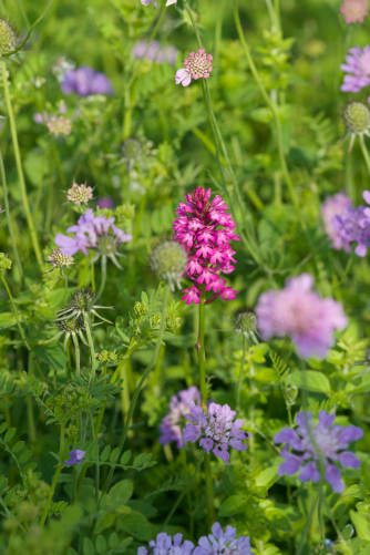 Orchidee im Blühstreifen