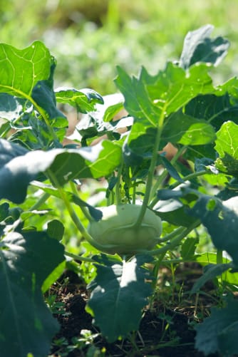 Kohlrabi