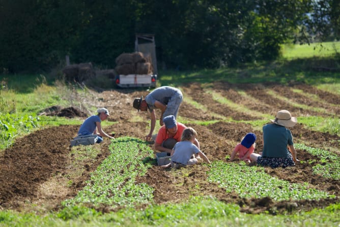 Ackersamstag - wir pflanzen Nüsslisalat