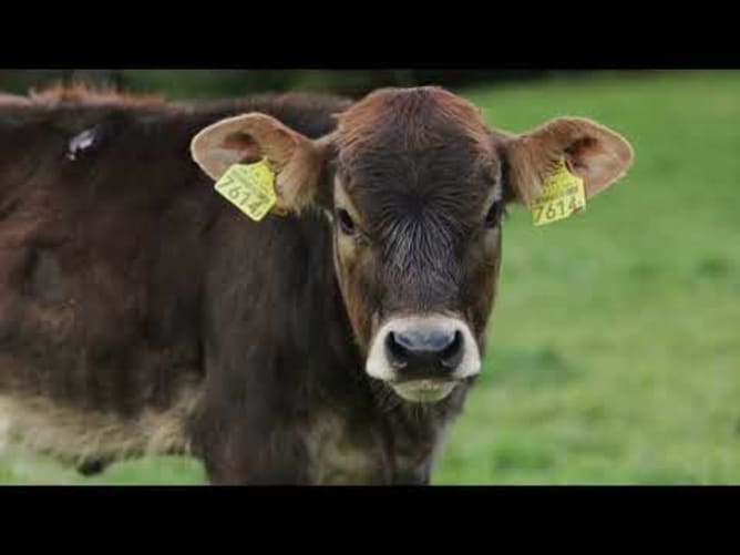 Video Kubu Hof