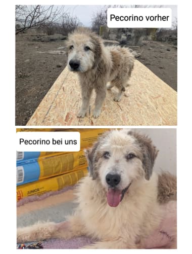 Pecorino durfte Vrancea verlassen