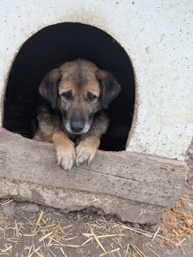 Auch dieser süsse Hund möchte in eine bessere Zukunft