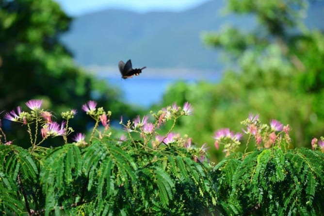 Ein Schwalbenschwanz, der sich am Nektar der Seidenbaum, Schlafbaum auf Goto insel erfreut. (Ein Foto, das ich früher gemacht habe.) 五島のネムの木の花蜜に喜ぶアゲハ蝶。私の撮影。