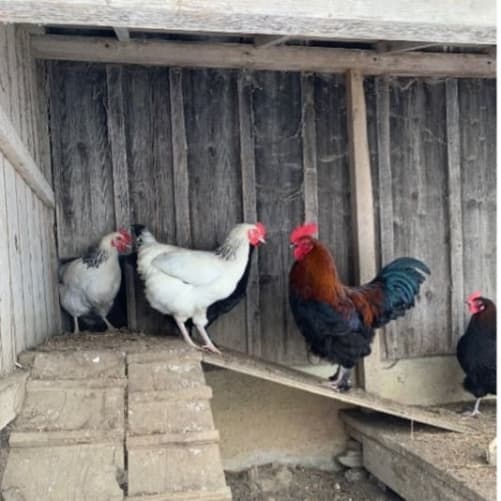 Face à face entre une poule Sussex et un coq Marans