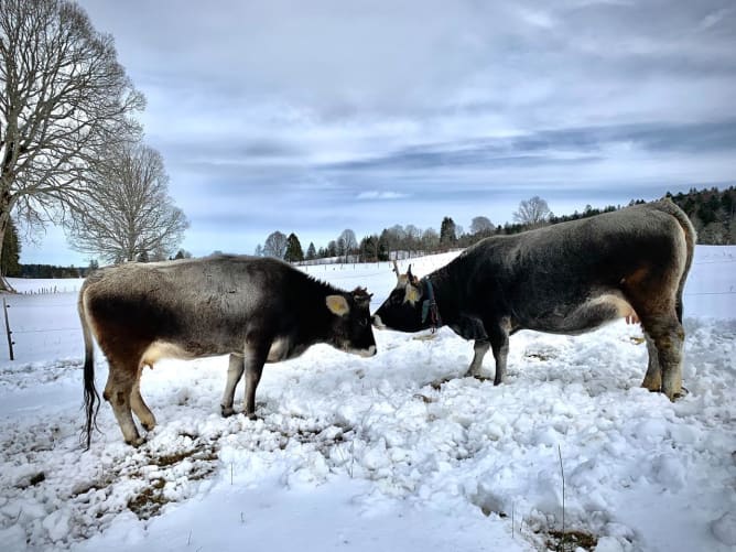 Les vaches grises rhétiques de la Ferme Sous les Plânes