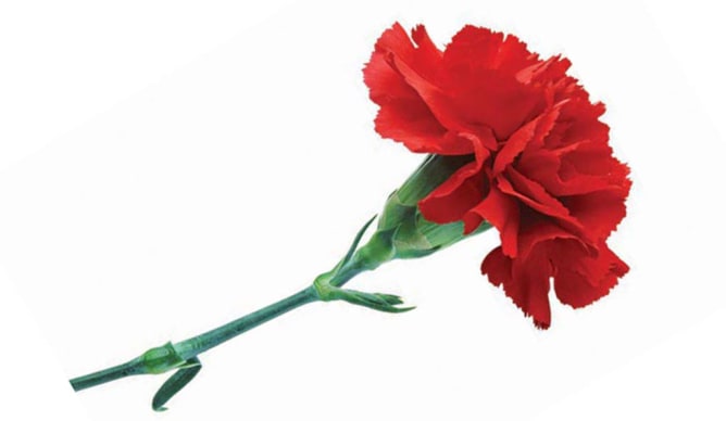 Hasard du calendrier, c’est aujourd’hui le 52ème anniversaire de la Révolution des Oeillets au Portugal!