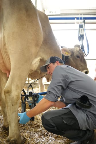 Der Melkstand ist oft der Brennpunkt von Streuströmen. Gestresste Kühe weigern sich, vorwärtszugehen, und die Milchqualität sinkt. Unsere Maßnahmen zielen darauf ab, wieder ein sicheres Umfeld zu schaffen, damit dieser Beruf erhalten bleibt.