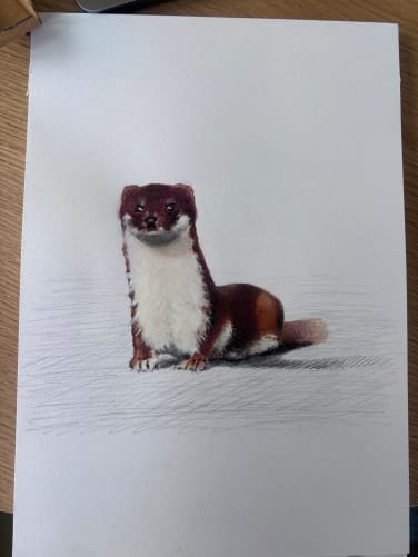 Mes mensurations réduites de belette ne m’empêchent pas d’avoir de l’ambition : je reste à ce jour la plus menue des carnivores d’Europe !